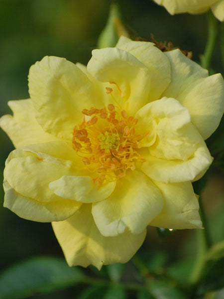 Rosa Flower Carpet® Yellow (Groundcover Rose)