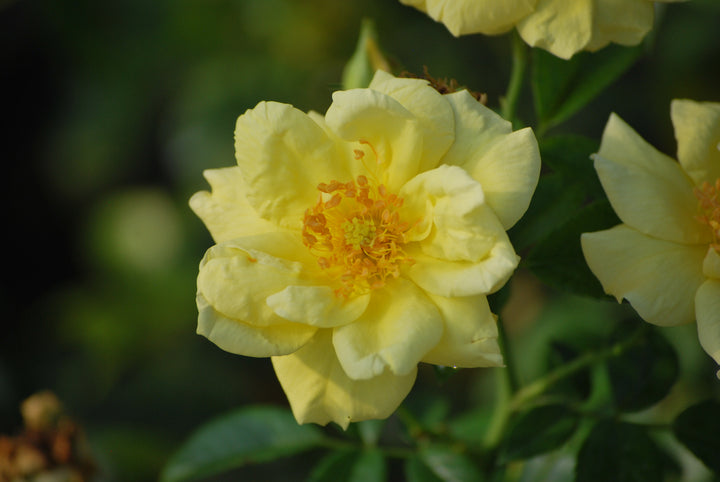 Rosa Flower Carpet® Yellow (Groundcover Rose)