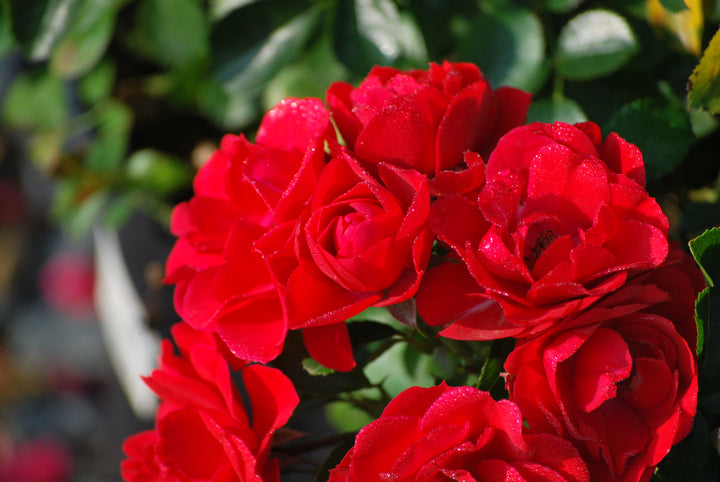 Rosa Flower Carpet® Scarlet (Groundcover Rose)