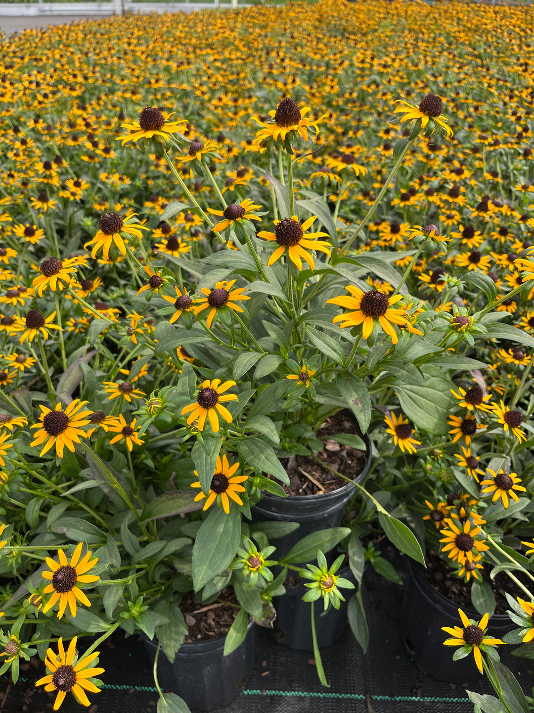 Rudbeckia fulgida var. sullivantii 'Little Goldstar' (Dwarf Black-Eyed Susan)