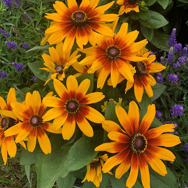 Rudbeckia h. MiniBeckia™ Flame (Black-eyed Susan)