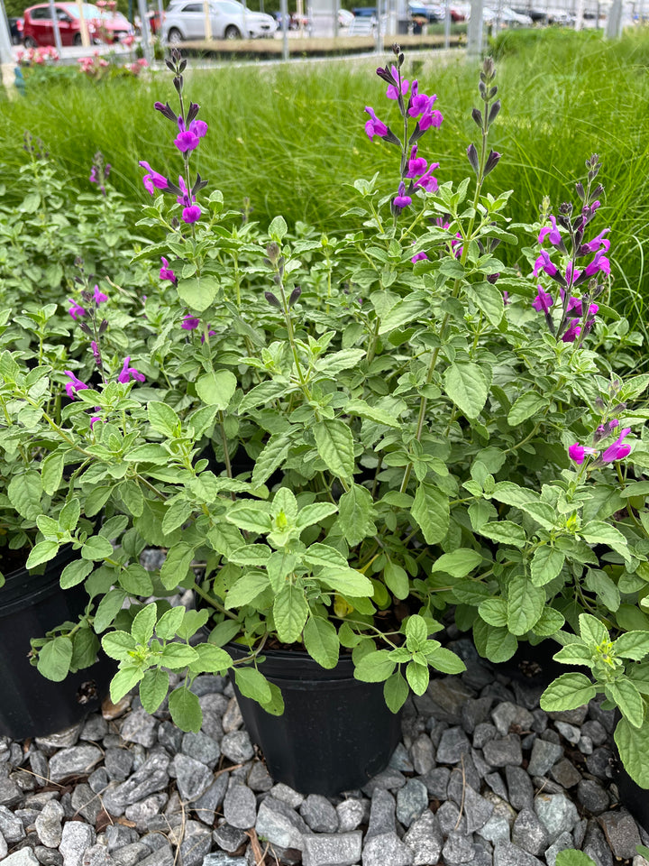 Salvia g. Arctic Blaze® Purple (Autumn Sage)