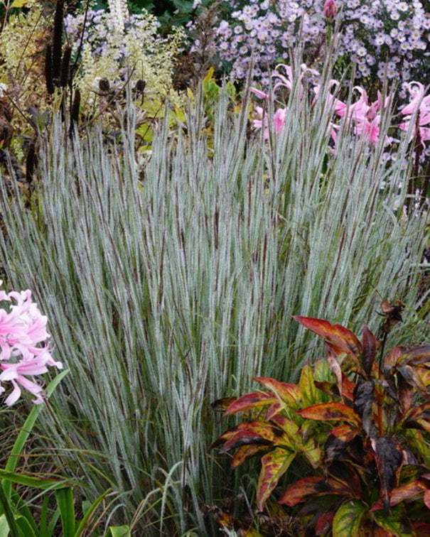 Schizachyrium 'Ha Ha Tonka' (Little Bluestem)