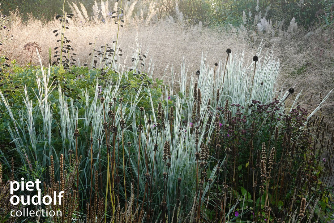 Schizachyrium 'Ha Ha Tonka' (Little Bluestem)