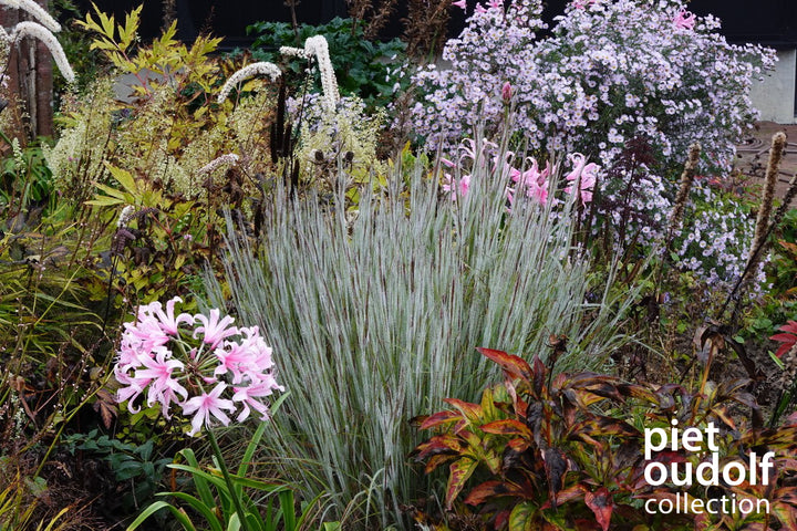 Schizachyrium 'Ha Ha Tonka' (Little Bluestem)