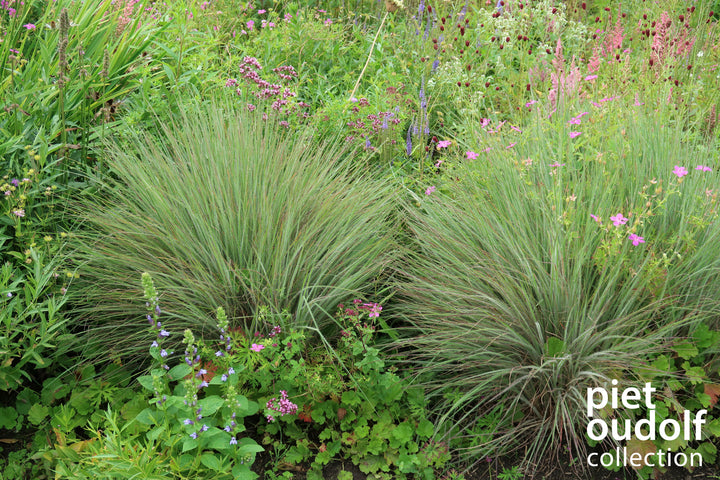 Schizachyrium 'Ha Ha Tonka' (Little Bluestem)