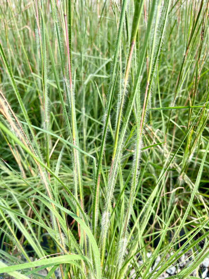 Schizachyrium 'Ha Ha Tonka' (Little Bluestem)