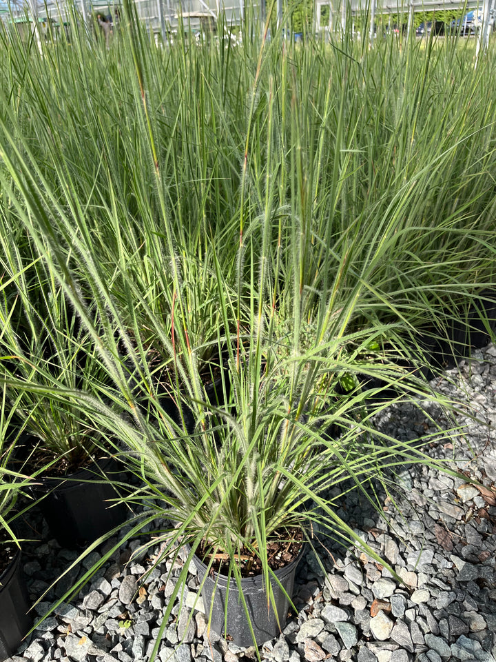 Schizachyrium 'Ha Ha Tonka' (Little Bluestem)