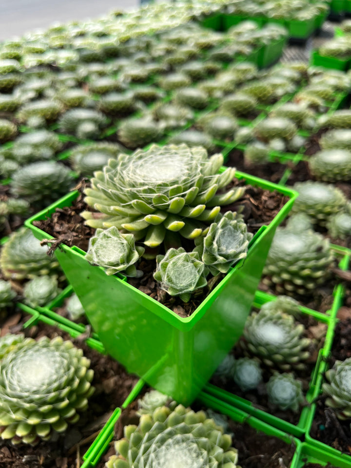 Sempervivum ‘Clairchin’ (Hens and Chicks)