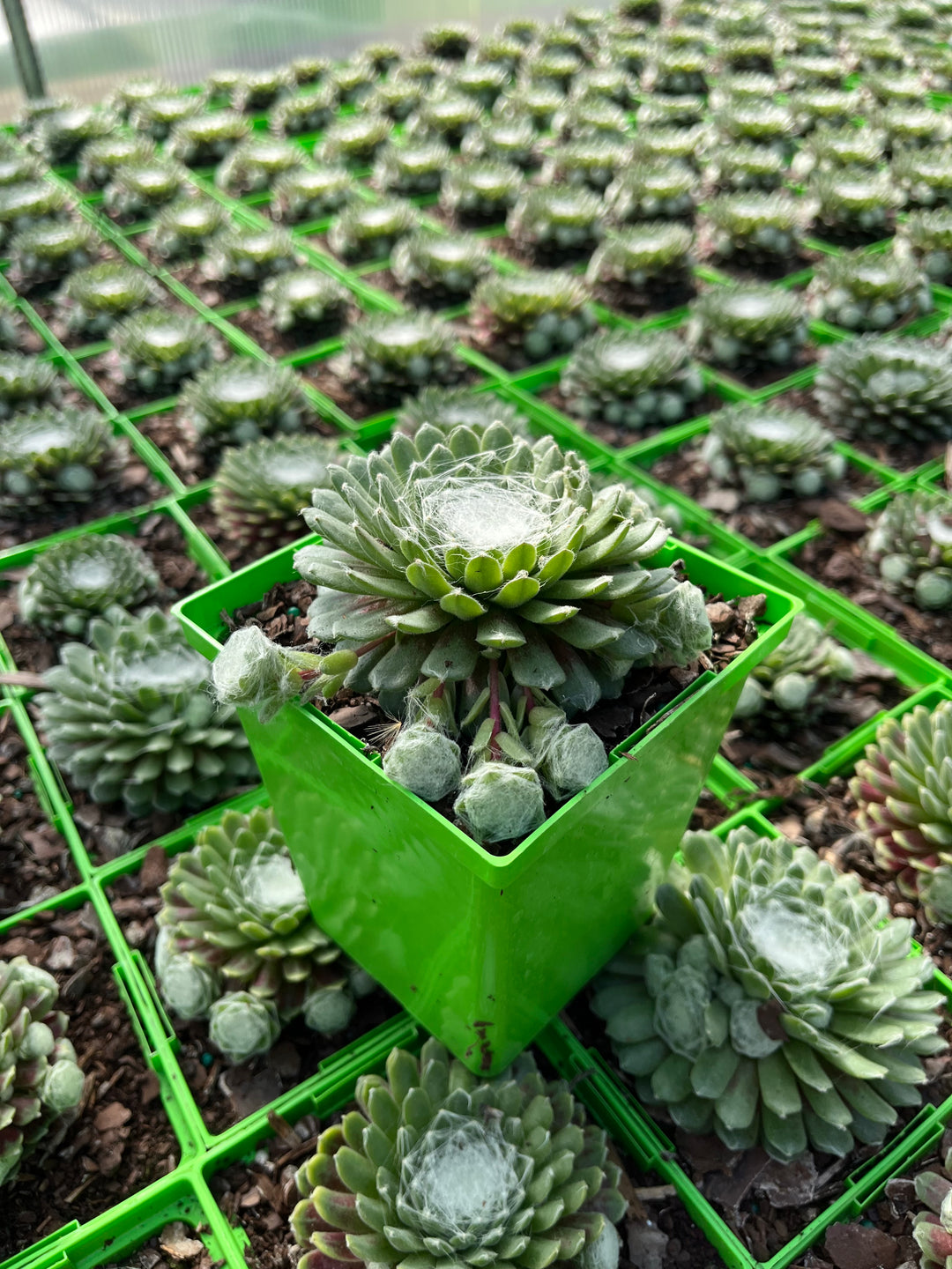 Sempervivum ‘Clairchin’ (Hens and Chicks)