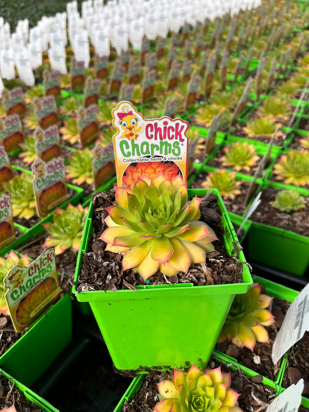 Sempervivum Chicks Charms® Gold Nugget™ (Hens and Chicks)