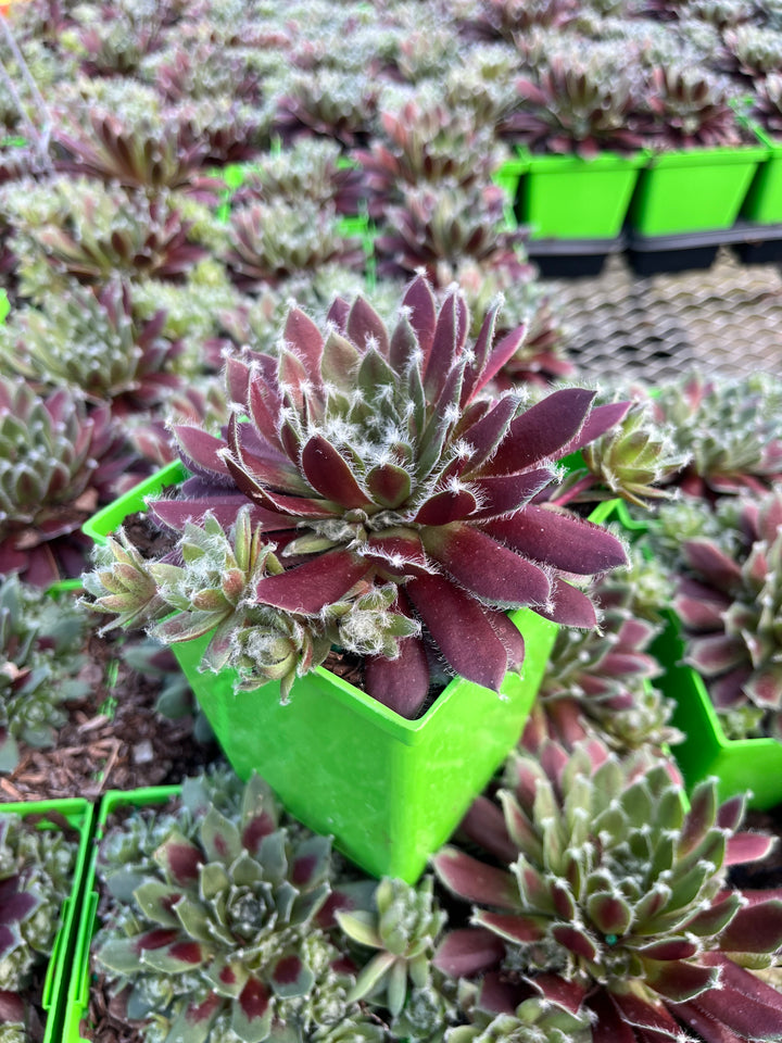 Sempervivum ‘Jade Rose’ (Hens and Chicks)