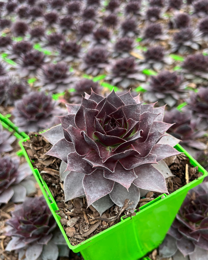 Sempervivum SuperSemps® Onyx (Hens and Chicks)