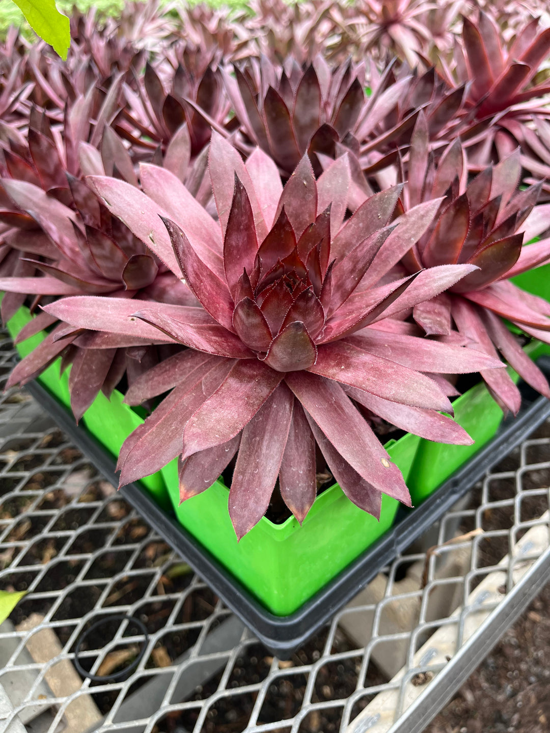 Sempervivum 'Peggy' (Hens and Chicks)