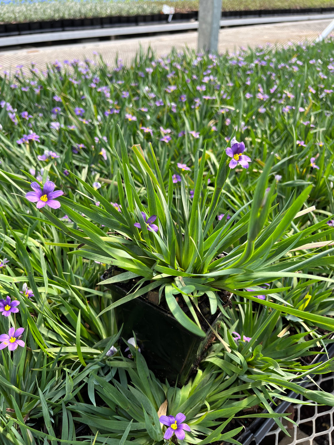 Sisyrinchium angustifolium 'Lucerne' (Blue-Eyed Grass)