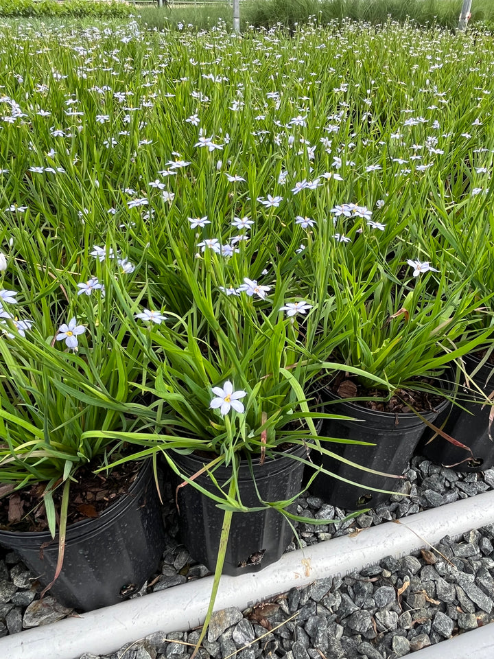 Sisyrinchium a. ‘Suwannee’ (Blue-eyed grass)