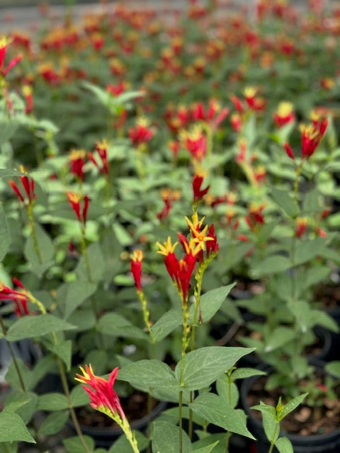 Spigelia marylandica ‘Little Redhead’ (Indian Pink)