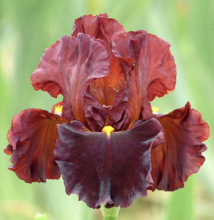 Iris g. 'Valentino' (German Iris)