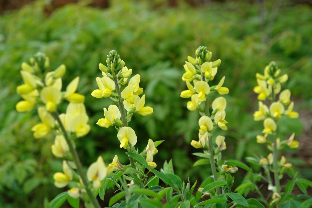 Thermopsis villosa (Carolina Lupine)