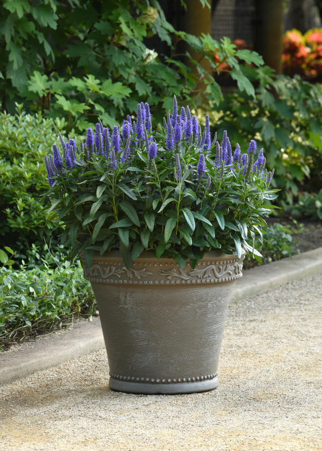 Veronica longifolia Skyward™ Blue (Long-leafed Speedwell)