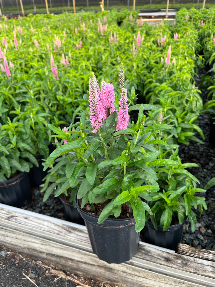 Veronica longifolia Skyward™ Pink (Long-leafed Speedwell)