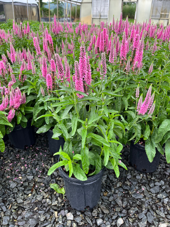 Veronica longifolia Skyward™ Pink (Long-leafed Speedwell)