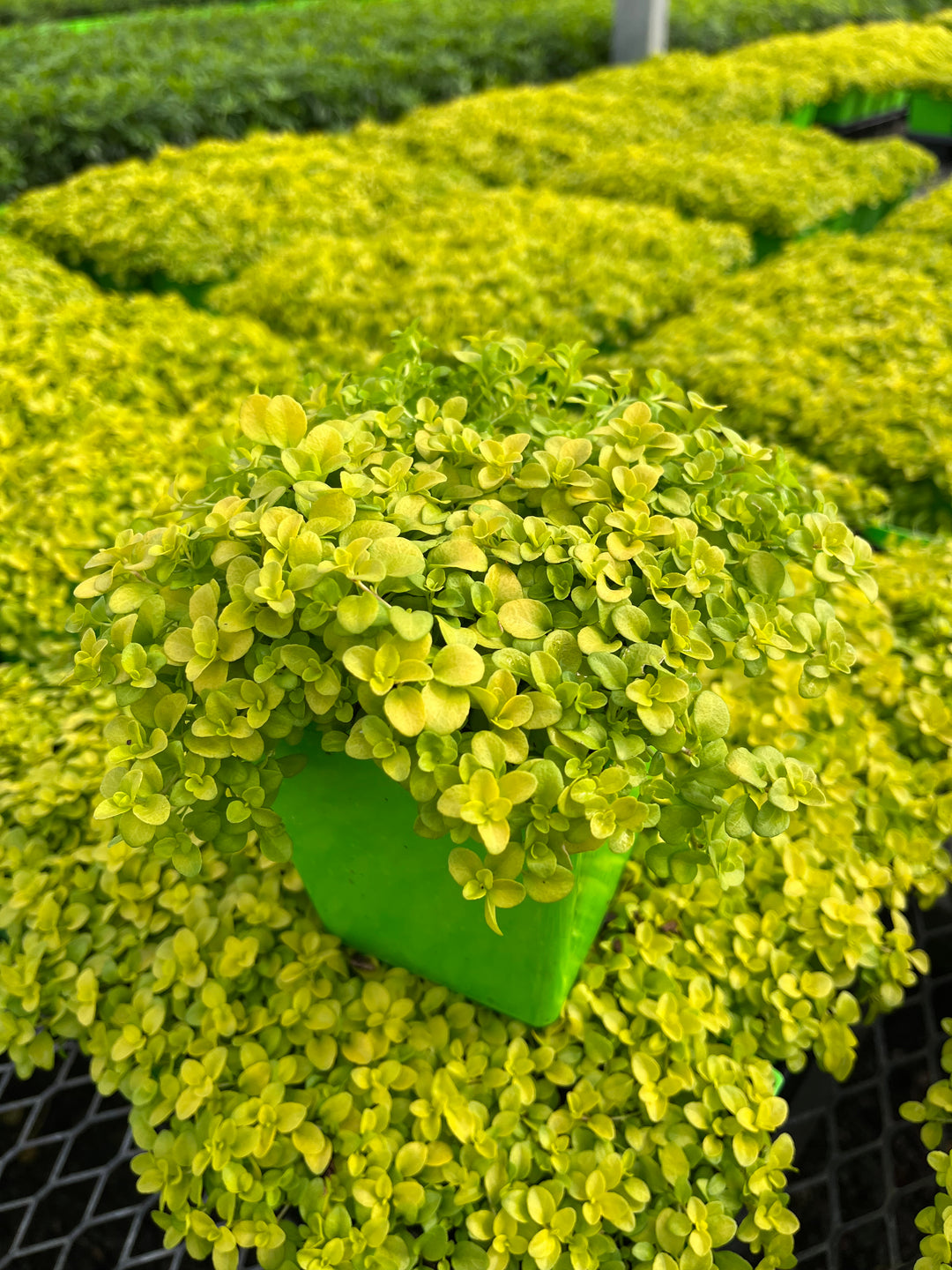 Veronica repens 'Sunshine' (Golden Creeping Speedwell)