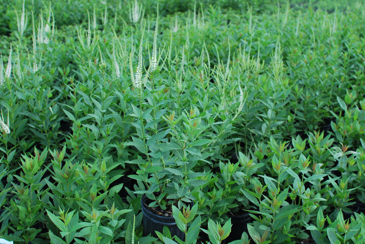 Veronicastrum virginicum (Culver's Root)