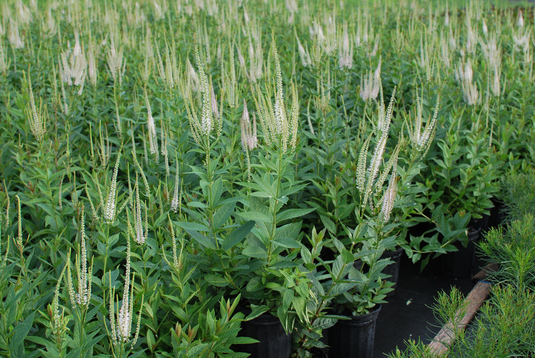 Veronicastrum virginicum (Culver's Root)