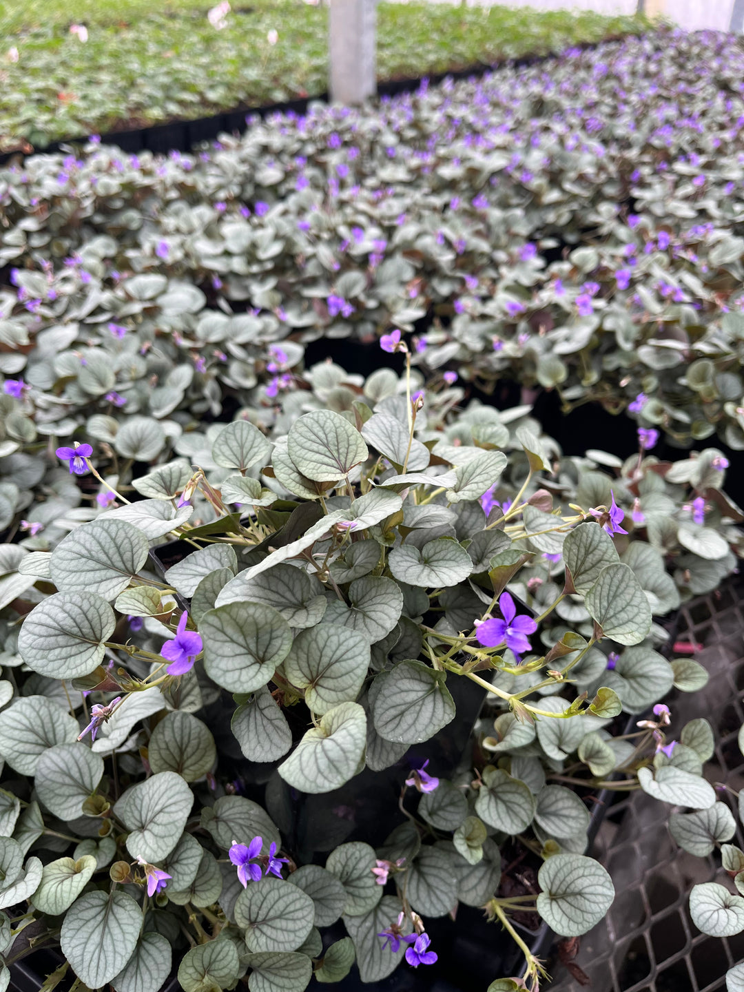 Viola walteri 'Silver Gem' (Prostrate Blue Violet)