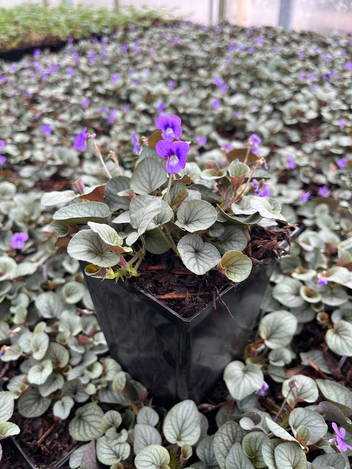 Viola walteri 'Silver Gem' (Prostrate Blue Violet)