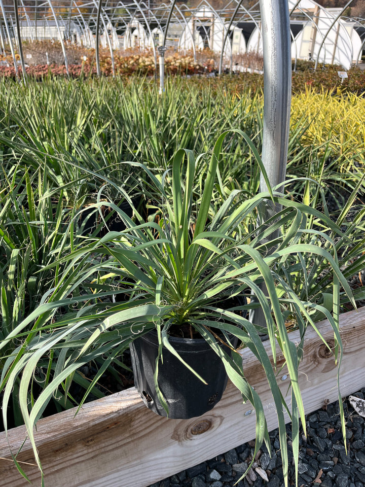 Yucca filamentosa (Adam's Needle)