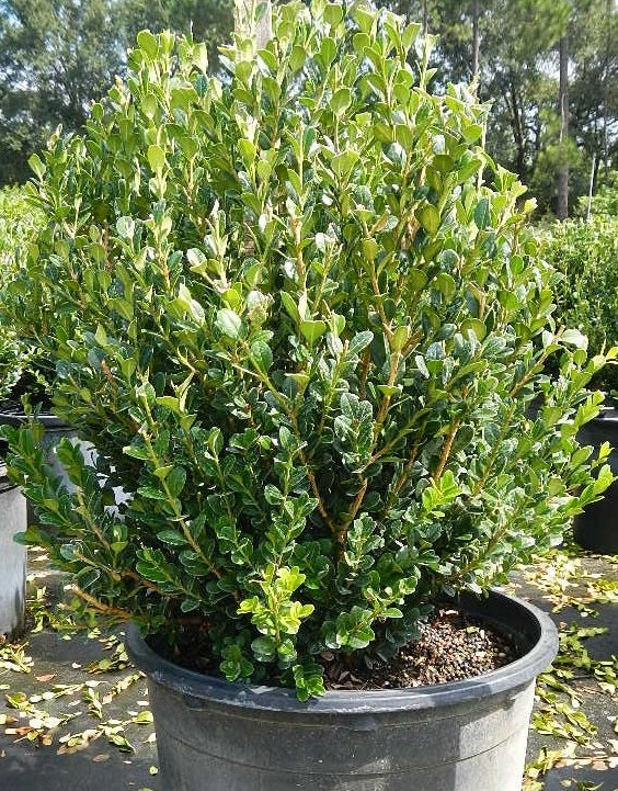 Buxus 'Winter Gem' (Boxwood)