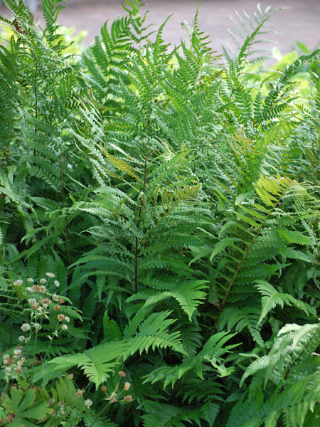 Dryopteris x australis (Dixie Wood Fern)