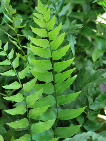 Cyrtomium fortunei (Fortune's Hardy Holly Fern)