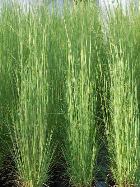 Andropogon virginicus (Broom Sedge)