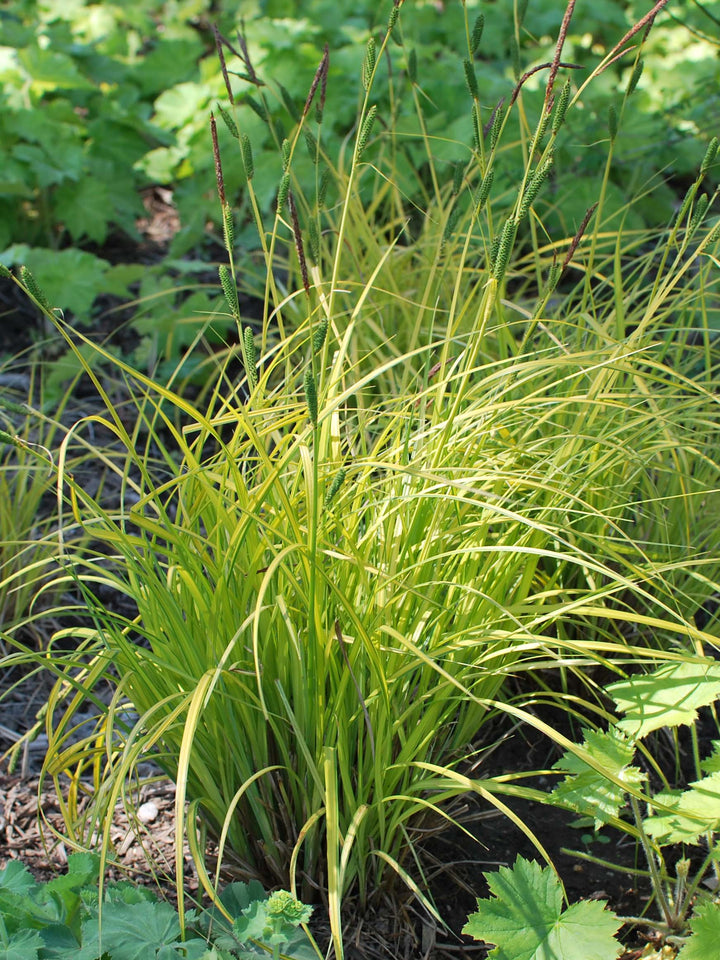 Carex elata 'Aurea' Bowles Golden (Golden Variegated Sedge)