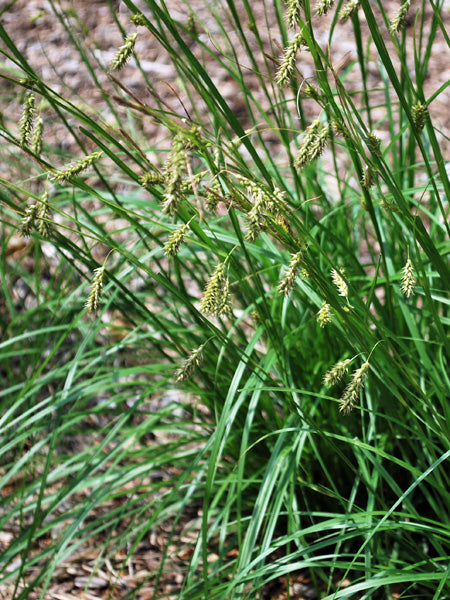 Carex cherokeensis (Cherokee Sedge)