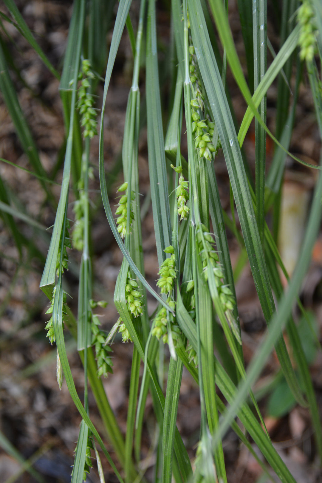 Carex amphibola (Creek Sedge)