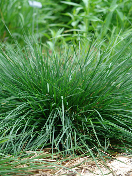 Deschampsia cespitosa 'Goldtau' (Golden Dew Tufted Hair Grass)