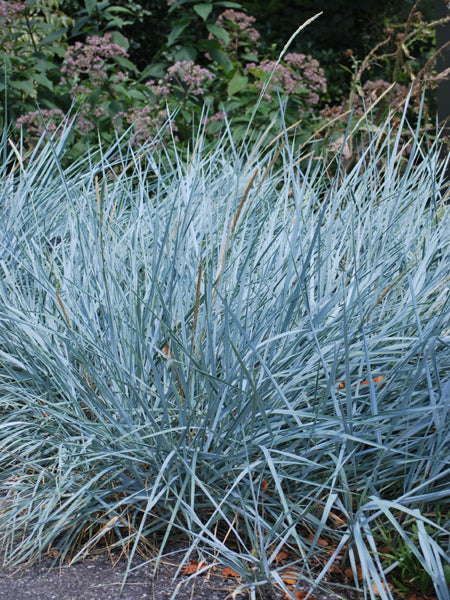 Elymus arenarius 'Blue Dune' (Blue Lyme Grass)