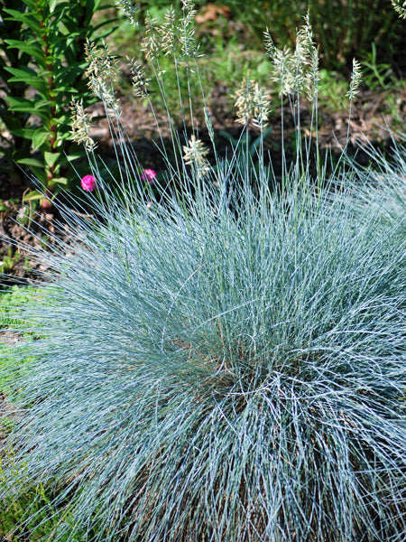 Festuca g. 'Cool as Ice' (Blue Fescue)