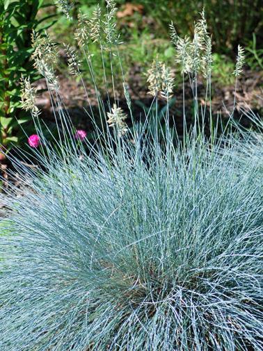 Festuca g. 'Cool as Ice' (Blue Fescue)