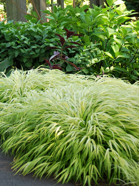 Hakonechloa macra 'All Gold' (Japanese Forest Grass/Hakone Grass)