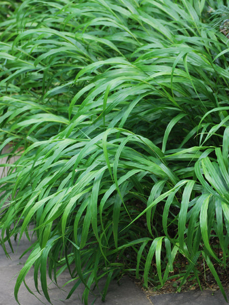 Hakonechloa macra (Japanese Forest Grass/Hakone Grass)