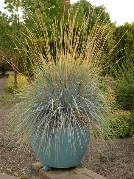 Helictotrichon sempervirens (Blue Oats Grass)