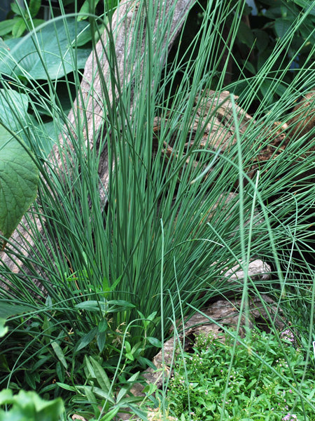 Juncus inflexus 'Blue Arrows' (Blue-Green Rush)