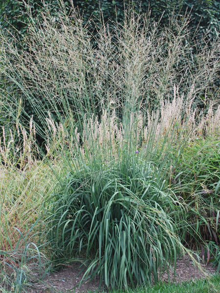 Molinia a. 'Skyracer' (Tall Purple Moor Grass)