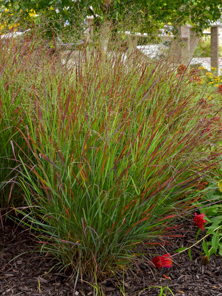 Panicum virgatum ‘Cheyenne Sky’ (Prairie Winds® Collection Red Switch Grass)