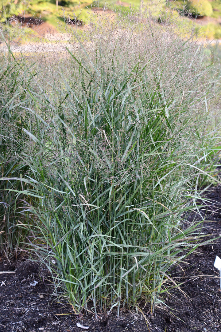 Prairie Dog Switchgrass (Panicum virgatum ‘Prairie Dog”)